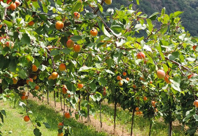 Абрикосовый сад