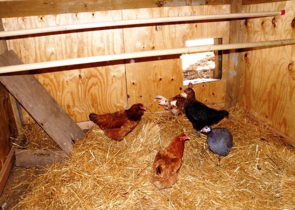 Куры в утепленном для зимы курятнике