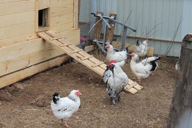 курятник_куры