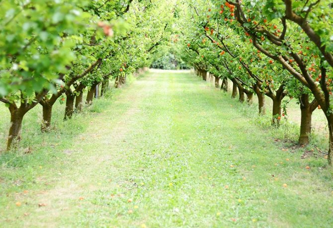 Участок под фруктовый сад