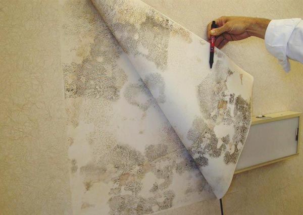 Грибок под обоями Грибок под обоями является основной причиной для удаления старой отделки