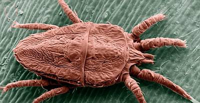 Какие клещи водятся в перьевых подушках