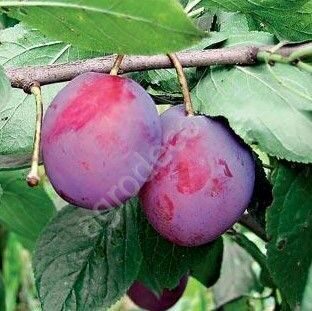 Слива Венгерка Московская 3-лет как выращивать как удобрять сливу купить сажанцы