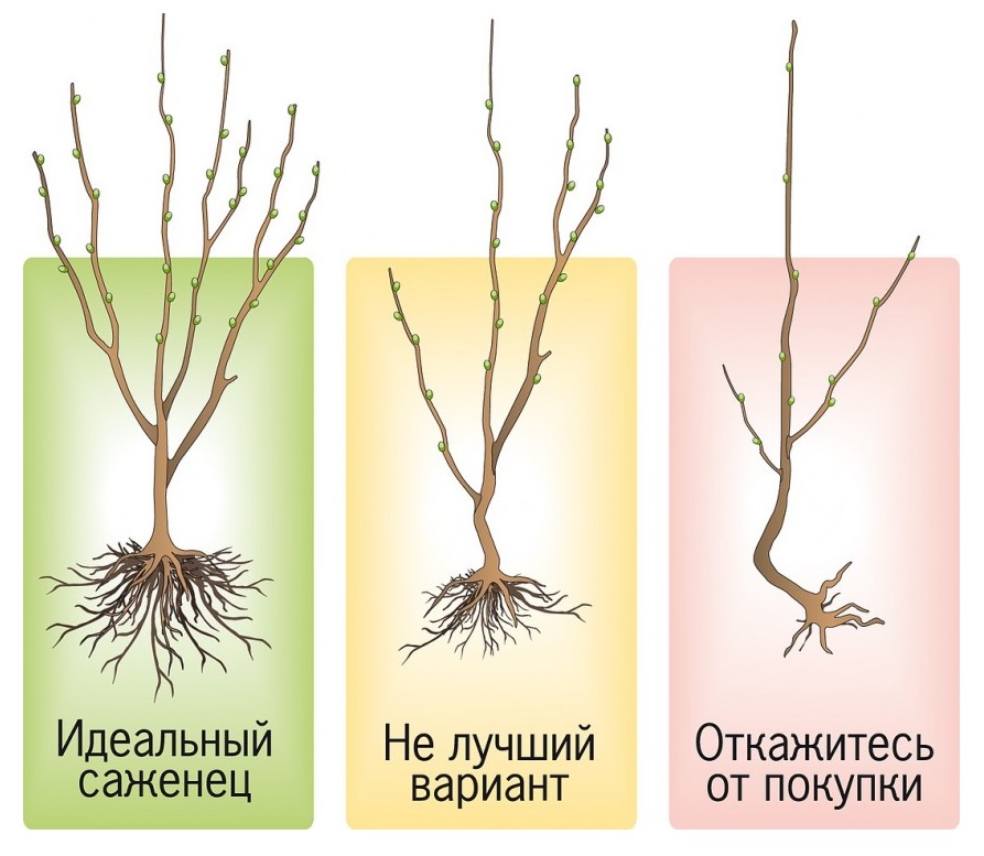 Как сажать сливу весной: пошаговая инструкция и руководоство